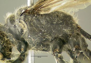 Media type: image;   Entomology 602881 Aspect: thorax lateral
